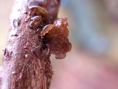 Scytinium polycarpum