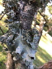 Parmotrema perforatum