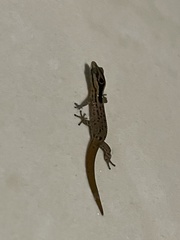 Sphaerodactylus grandisquamis