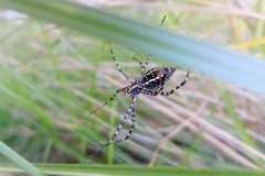 Argiope trifasciata
