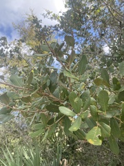 Quercus myrtifolia