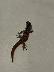 Sphaerodactylus grandisquamis