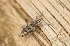 Coniocleonus excoriatus