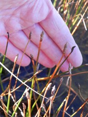 Eleocharis uniglumis