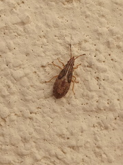 Belonochilus numenius