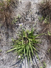 Paspalum setaceum