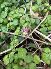 Heterotis rotundifolia