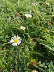 Leucanthemum vulgare