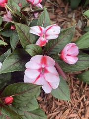 Impatiens