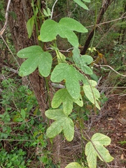 Passiflora subpeltata