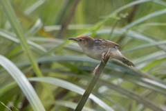 Cisticola marginatus