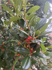 Ilex