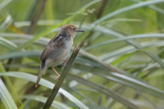 Cisticola marginatus