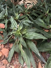 Tradescantia spathacea