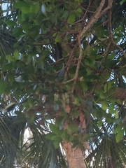 Cupaniopsis anacardioides