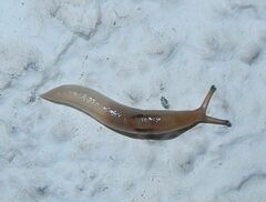 Ambigolimax valentianus