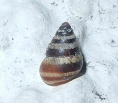 Cochlicella