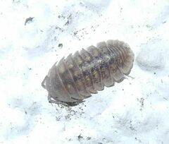 Armadillidium granulatum