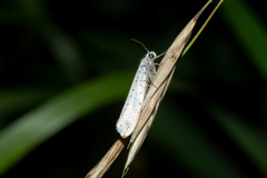 Yponomeuta evonymella