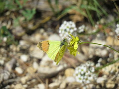 Anthocharis euphenoides