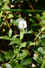 Stellaria radians