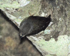 Myzomela obscura
