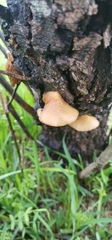 Crepidotus calolepis