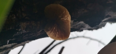 Crepidotus calolepis