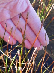Eleocharis uniglumis