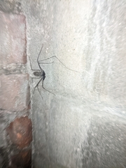 Phrynus operculatus