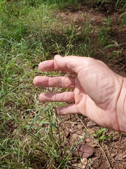 Eragrostis tenuifolia