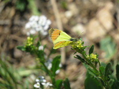 Anthocharis euphenoides