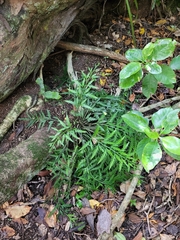 Asplenium haurakiense