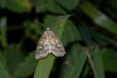 Parastichtis suspecta