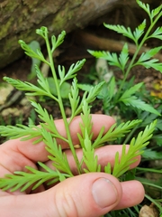 Asplenium haurakiense