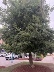 Quercus virginiana