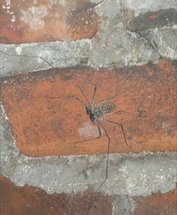 Phrynus operculatus