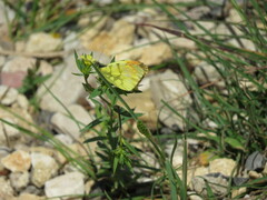 Anthocharis euphenoides