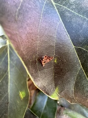 Choreutis
