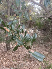 Quercus virginiana
