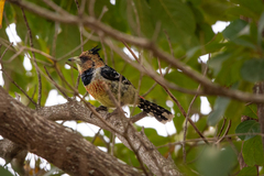Trachyphonus vaillantii vaillantii