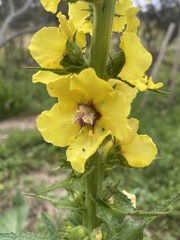 Verbascum virgatum