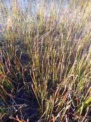 Eleocharis uniglumis