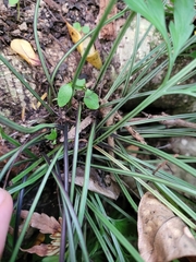 Asplenium haurakiense