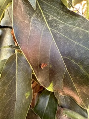 Choreutis