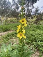Verbascum virgatum