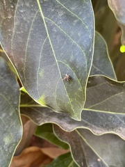 Choreutis