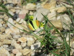 Anthocharis euphenoides