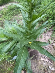 Verbascum virgatum