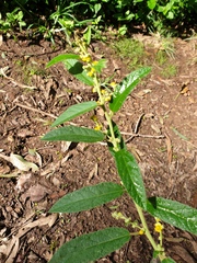 Sida hackettiana